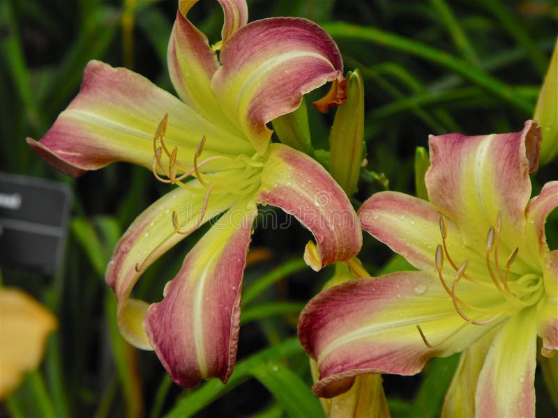 Lilly Flowers, St. Louis, Mo Stock Image Image of lilly, pine 45183639