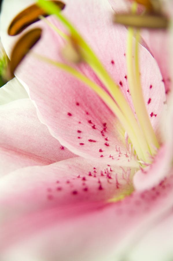 Lilly macro 1