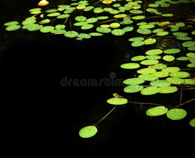 Lilly Pad Pond