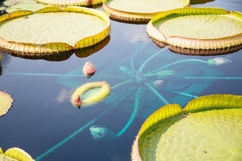 Lilly Pads and Exotic Flowers