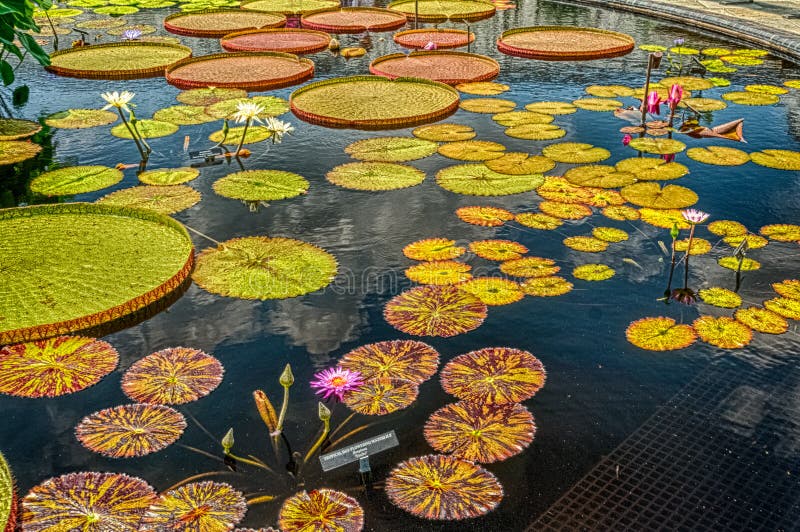 Longwood Gardens Urban Garden Stock Photo Image Of Africa