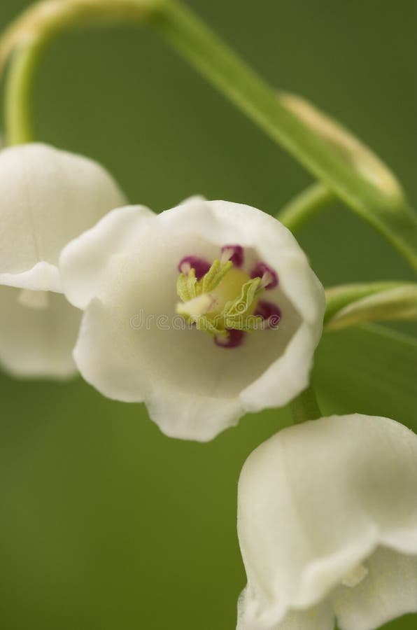 Lilly-of-the-Valley Macro