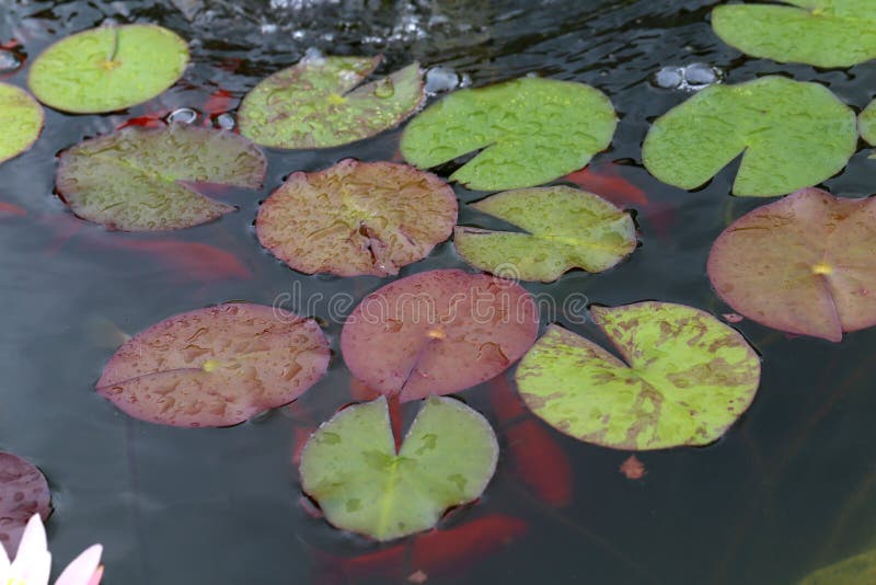 Lilly water arkivfoto. Bild av väx, grön, löv, sjö, vattenlevande