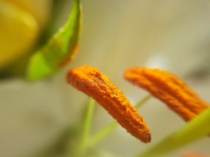 Lillys polen stock photography Lillys polen stock photography