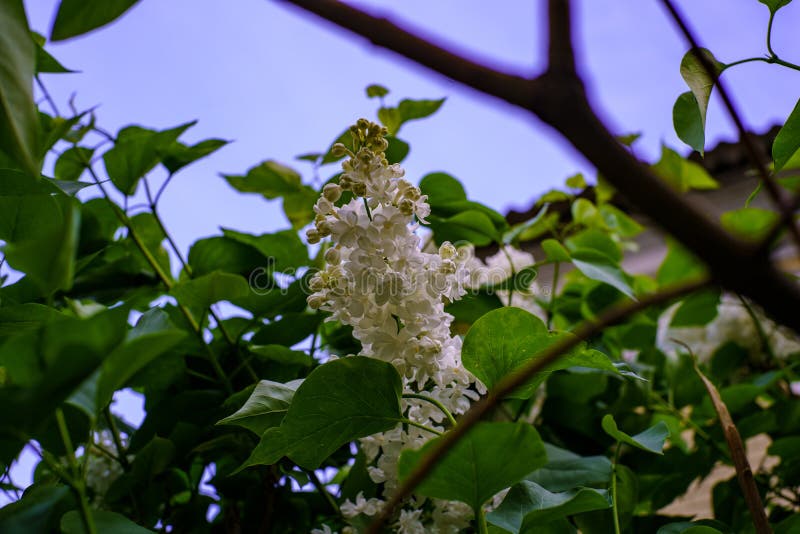 Lillà di fioritura bianco di Bush con le foglie verdi contro un cielo blu ed il tetto di una casa in primavera fotografia stock libera da diritti Lillà di fioritura bianco di Bush con le foglie verdi contro un cielo blu ed il tetto di una casa in primavera fotografia stock libera da diritti