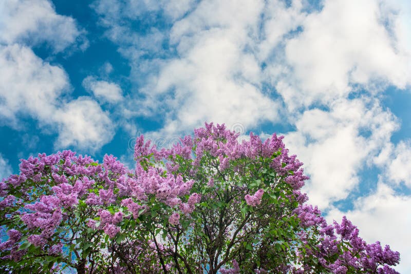 Lillà porpora sotto il cielo blu con le nuvole fotografia stock Lillà porpora sotto il cielo blu con le nuvole fotografia stock