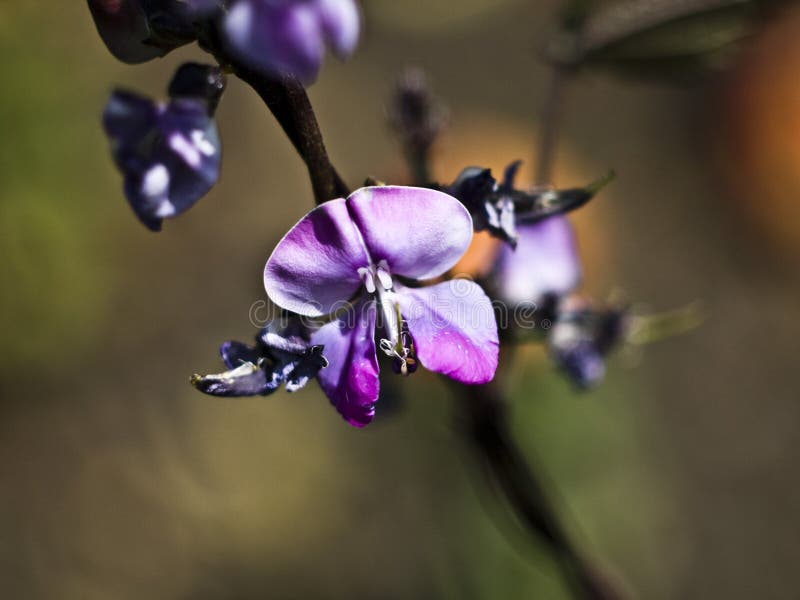 Lilor blommar närbild, medan blomma på en härlig suddig bakgrund royaltyfri fotografi Lilor blommar närbild, medan blomma på en härlig suddig bakgrund royaltyfri fotografi