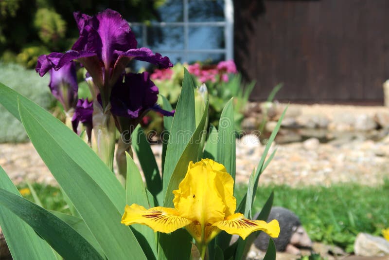 Lilor och gul svärdsliljablommor med den suddiga blommande trädgården i bakgrunden arkivfoto Lilor och gul svärdsliljablommor med den suddiga blommande trädgården i bakgrunden arkivfoto