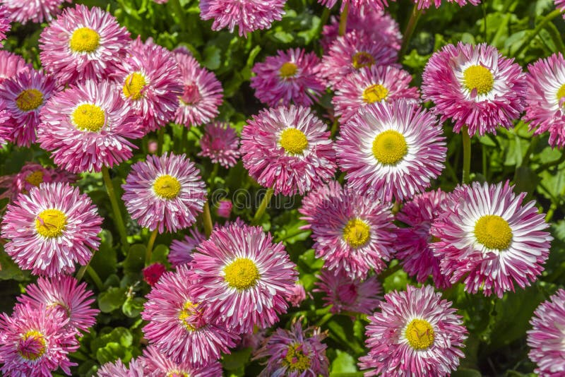 Lilor rosa tusenskönablommor arkivfoto Lilor rosa tusenskönablommor arkivfoto
