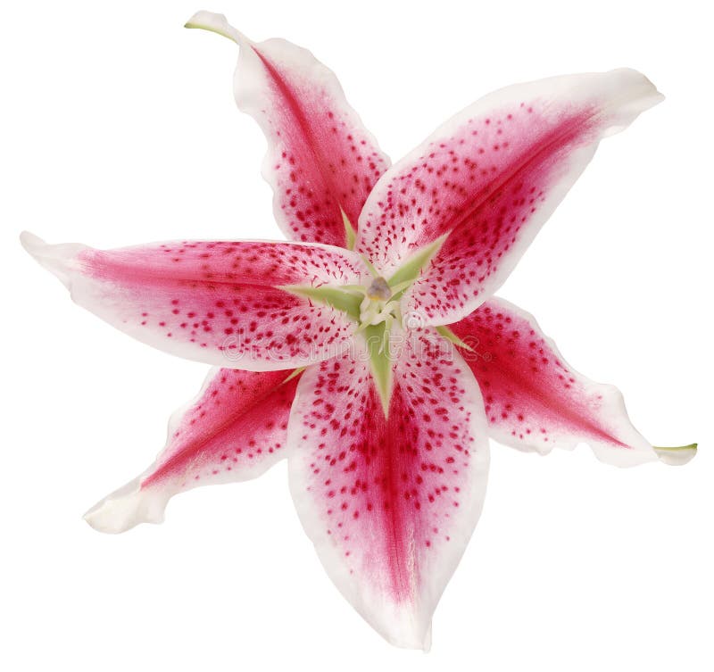 Lilly on white background stock photo. Image of tropical - 7469922