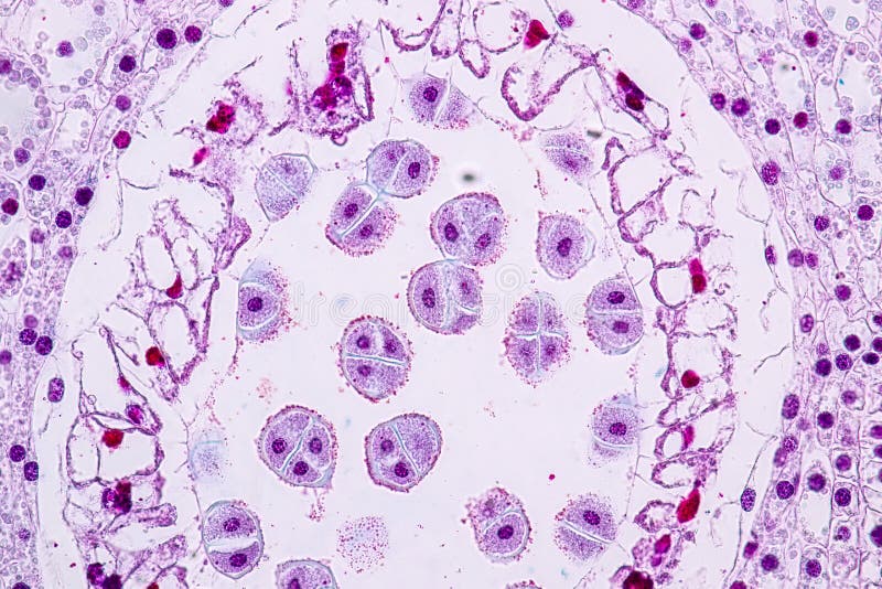 Lily Anther Sporogenous under the microscopic for education. stock photo