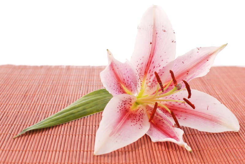 Lily on Bamboo stock photo. Image of japanese, celebration 23841290