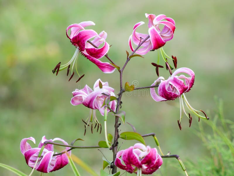 Lily. stock image. Image of garden, queen, lily, flora 37176495