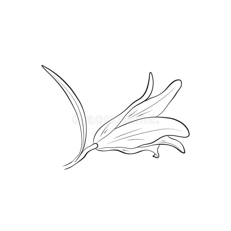 Lily bud image. contour hand drawn flower. vector floral element for greeting and invitation design vector illustration