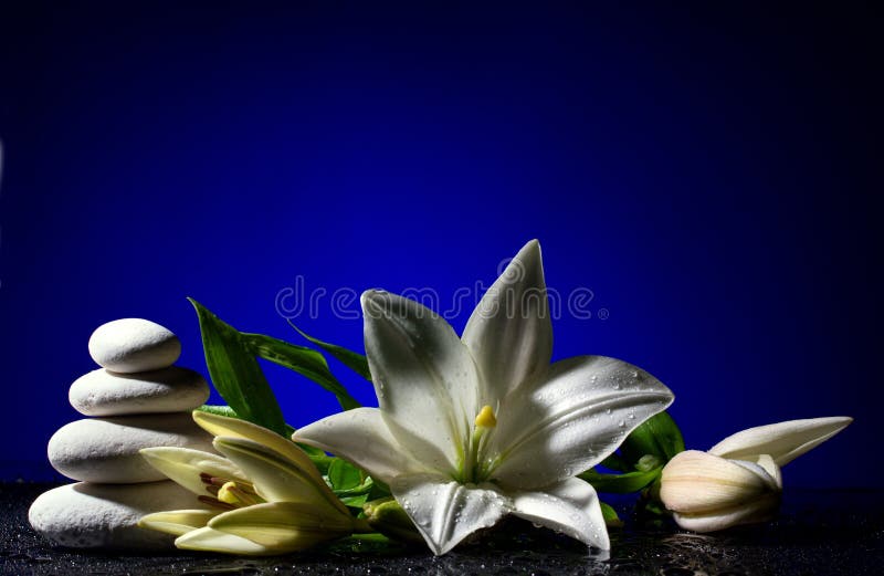 Lily with buds and pile of stones