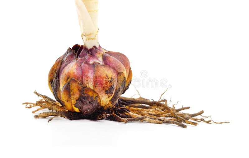 Lily Bulb with Sprout and Roots Stock Image Image of isolated, flower 270797535