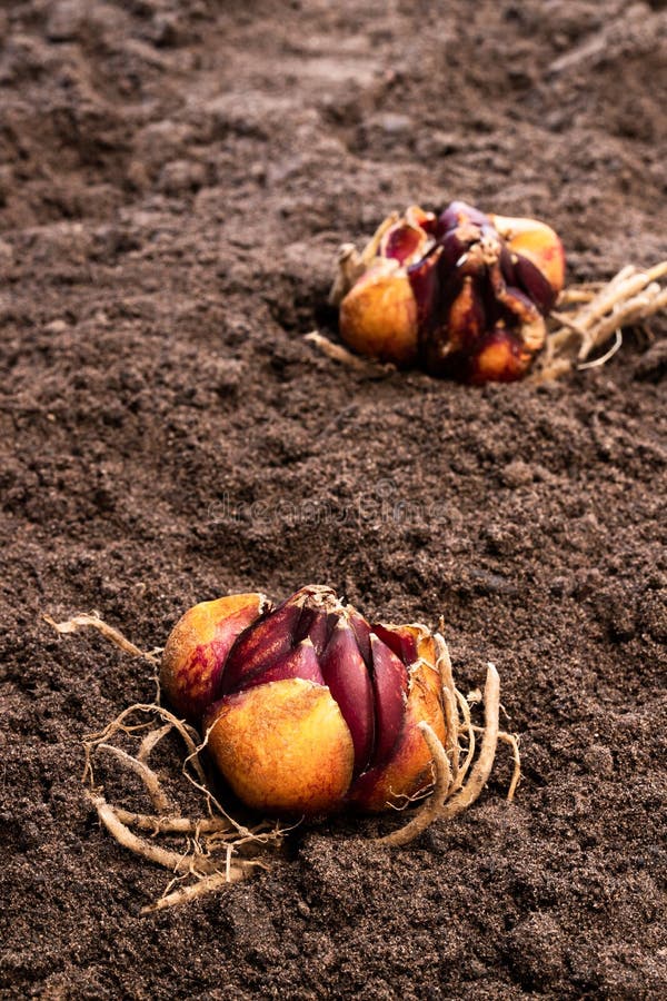 Lily Bulbs on Soil. Ready To Plant Stock Photo Image of nature, farm