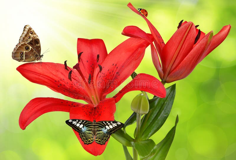 Lily with butterflies stock photo. Image of insect, butterfly 39239874