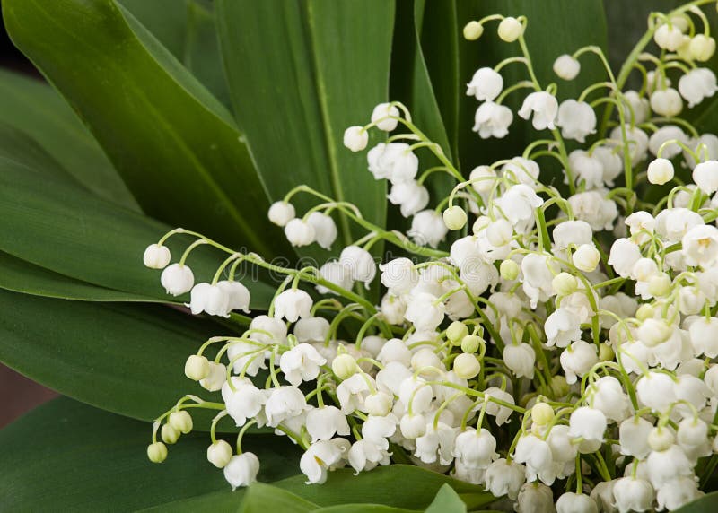 lily charakteru rosyjski nieznane doliny świat obrazy stock lily charakteru rosyjski nieznane doliny świat obrazy stock