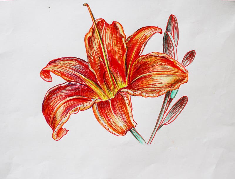 minimalist simple lily tattoo outline, sketch lily flower drawing, tattoo sketch  lily flower drawing - MasterBundles