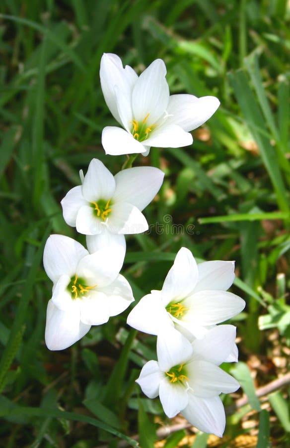 lily deszcz obrazy royalty free lily deszcz obrazy royalty free