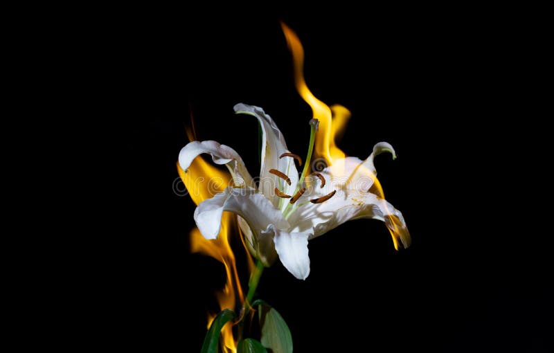 Lily on fire stock image. Image of florist, fire, aesthetic 207962577