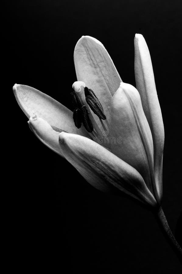 Black and White Flower Lily. Stock Photo - Image of blur, lush: 24121268
