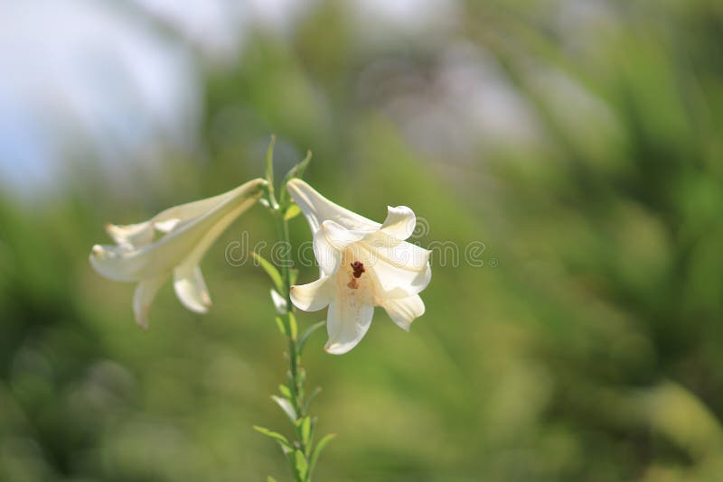 Lily Flower. Beautiful Lily Flower in Lily Flower Garden Stock Photo