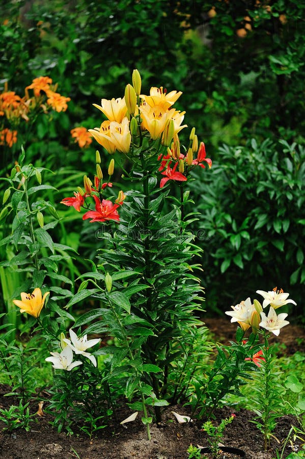 Lily flower bed stock photo. Image of lily, shape, detail - 21110660