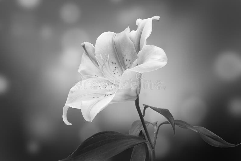 Black and white lily flower.