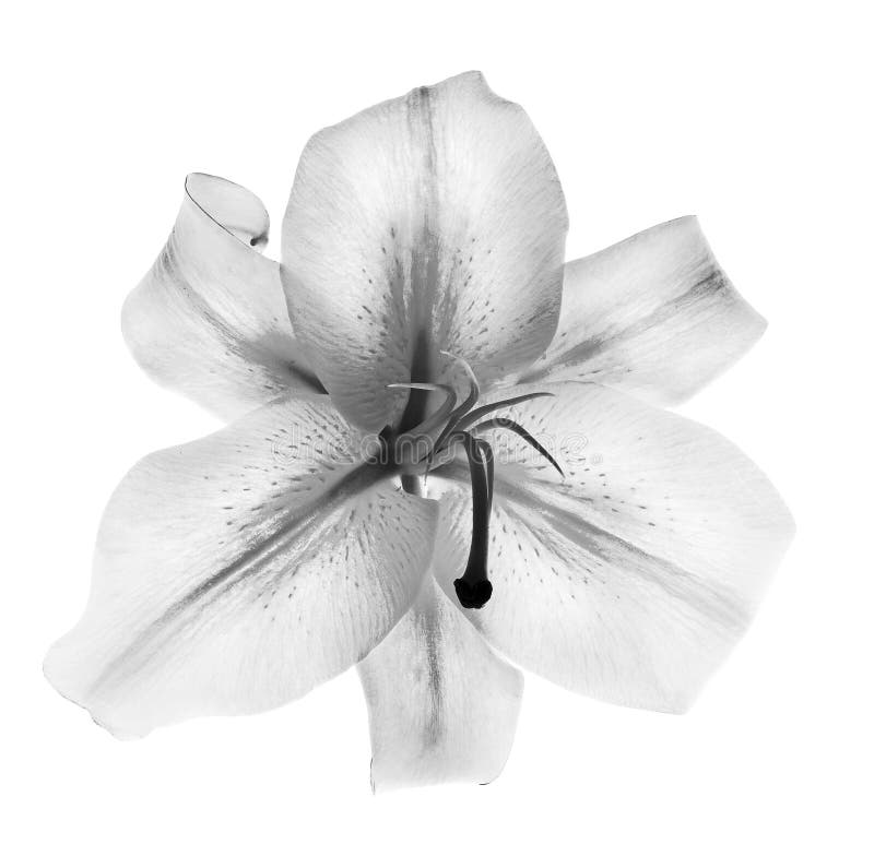 Lily Flower Black And White