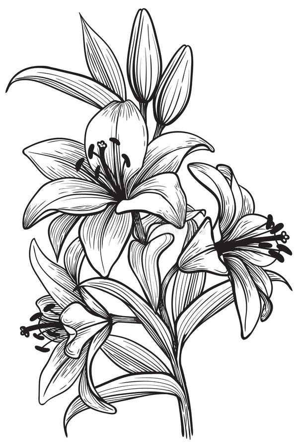 Lily Flower Branch Engraving Stock Vector - Illustration of black ...