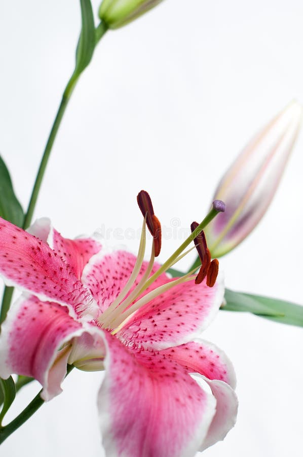 Lily Flower with Bud royalty free stock image Lily Flower with Bud royalty free stock image