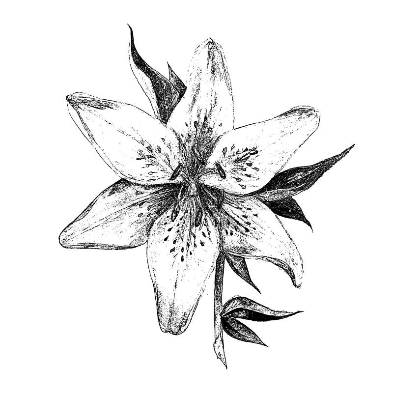 Single White Lily Flower Isolated Black Stock Illustrations – 562 ...