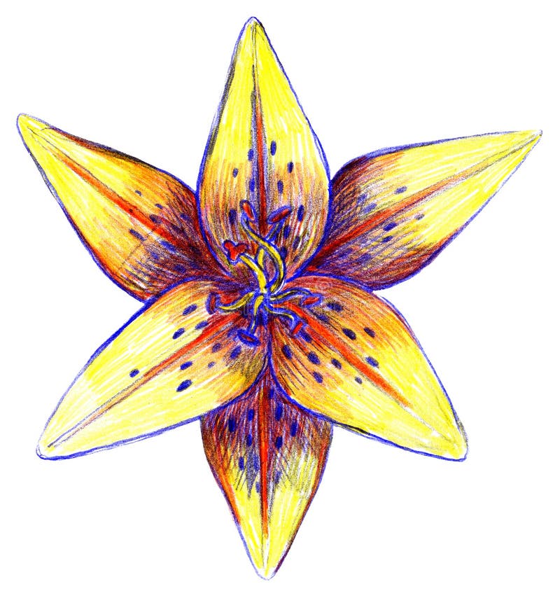 Lily Flower Drawing with Crayons, White Background Stock Photo Image