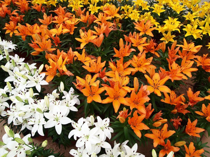 Lily Flower garden stock photo. Image of lily, white 20879876