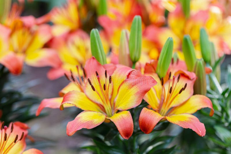 Lily flower and green leaf background in garden at sunny summer or spring day for beauty decoration and agriculture design. Lily Lilium hybrids royalty free stock photos Lily flower and green leaf background in garden at sunny summer or spring day for beauty decoration and agriculture design. Lily Lilium hybrids royalty free stock photos