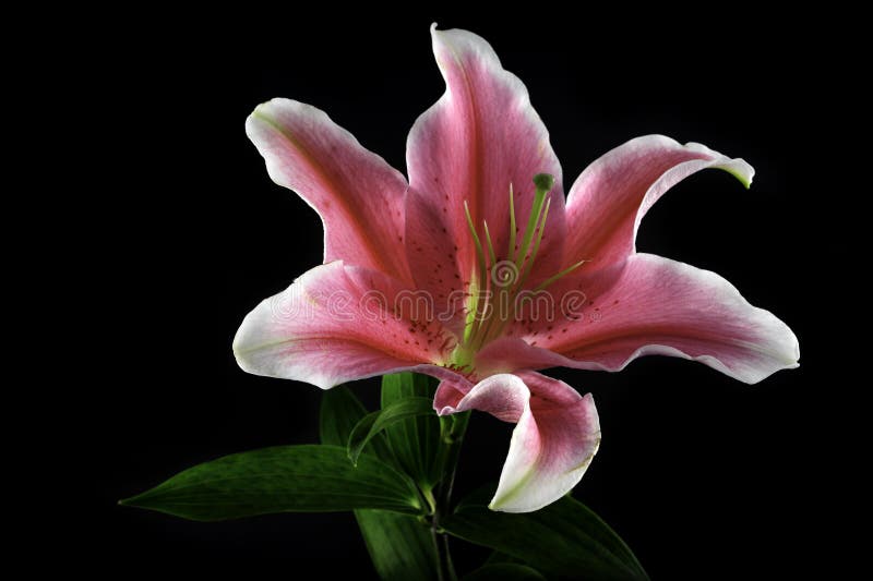 Lily flower horizontal