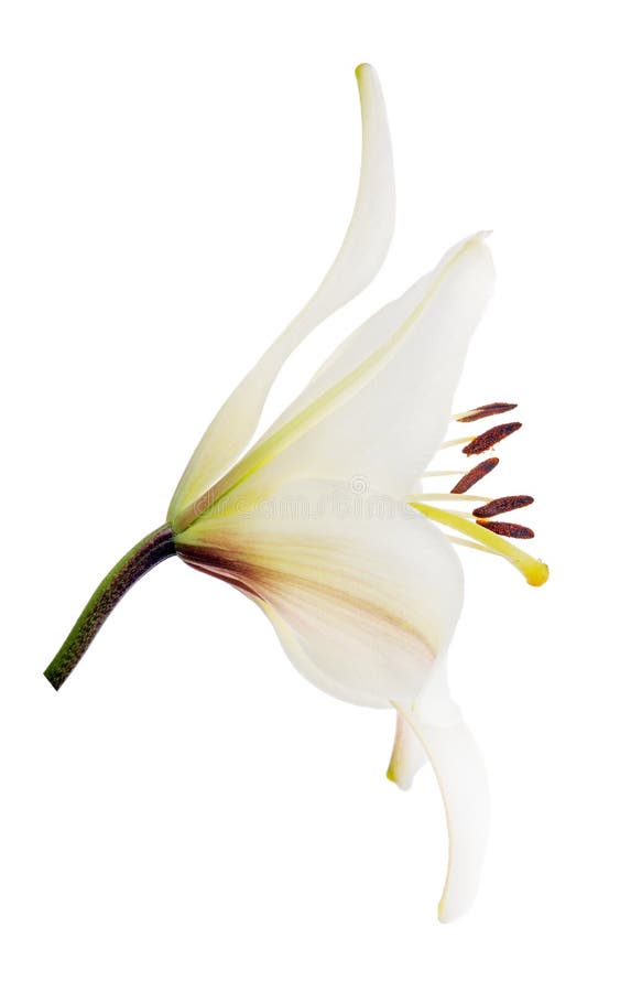 Side View of One Pure Fine White Lily Bloom Stock Image Image of