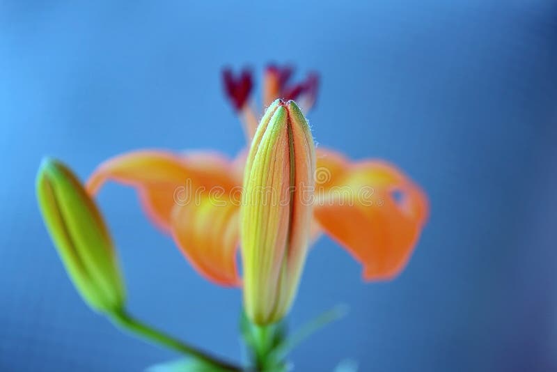 Lily Flower and Its Buds before Opening. Stock Photo Image of natural