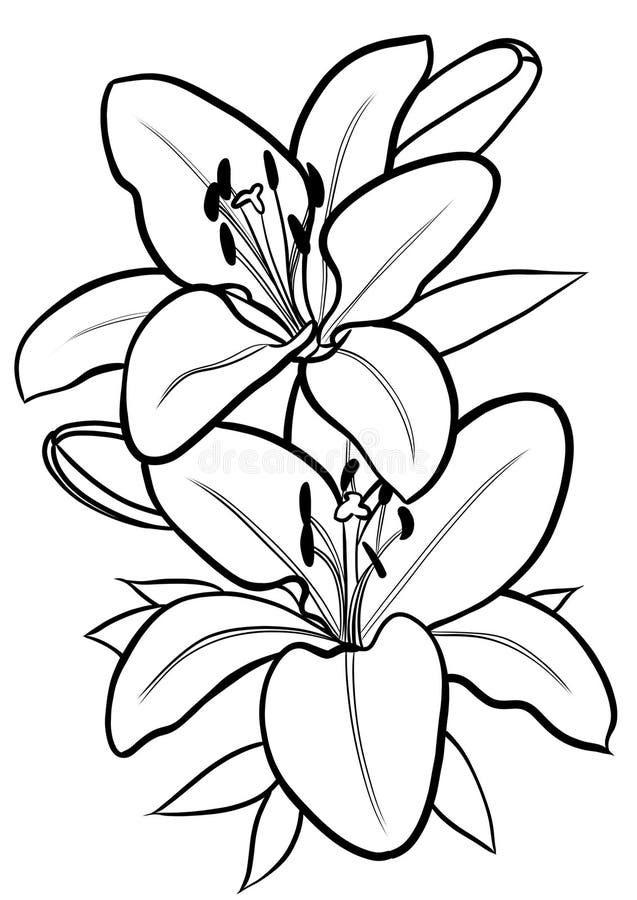 Lily Flower, Line Drawing, Design Element Stock Photo Illustration of