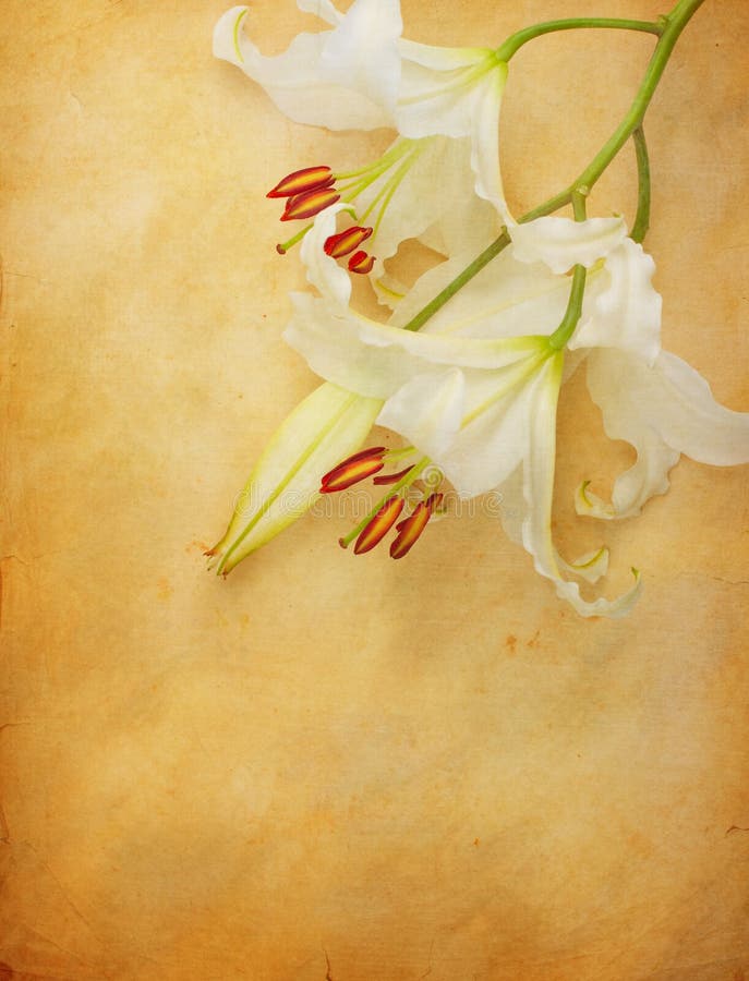 Lily flower on old paper stock photography