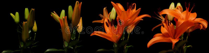 Time lapse series of orange Asiatic Lily flowers blooming. Time lapse series of orange Asiatic Lily flowers blooming.