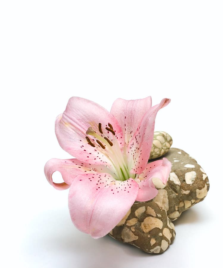 Lily flower and stone isolated on white