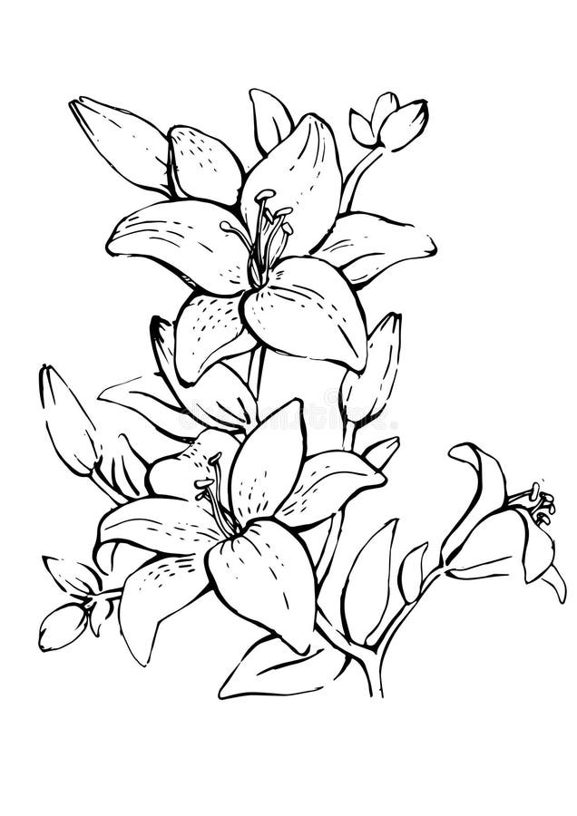 Lily flower stock vector. Illustration of vector, drawing ...