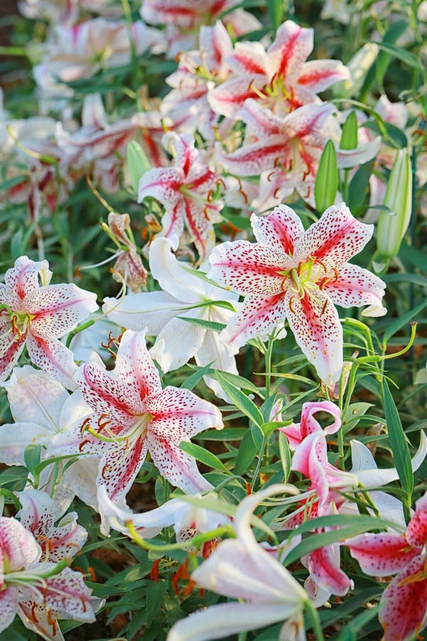 Lily flower of white mix pink color bloom.