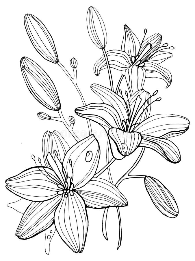 Lily Flowers Coloring Book Vector Illustration Stock Vector ...