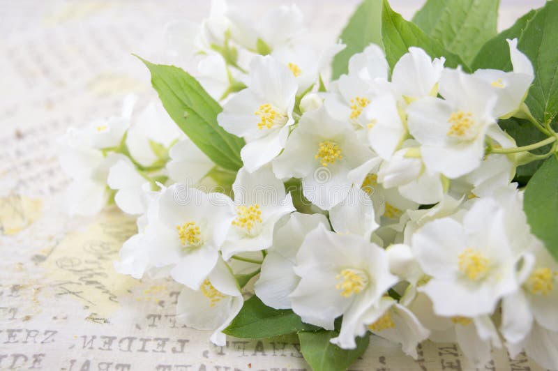 Lily Flowers on a Decoupage Decorated Table Stock Image Image of