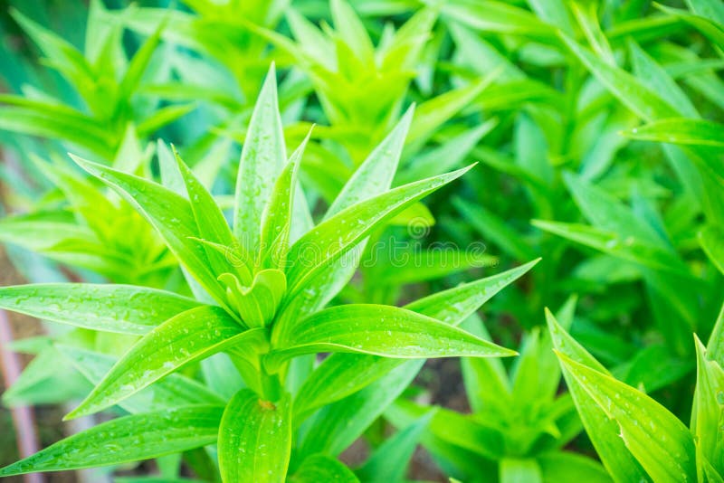 Lily Flowers Growth in the Garden Stock Image Image of botany