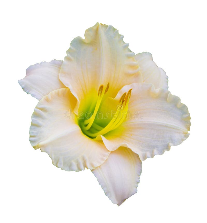 Set of Lily Flowers Isolated on White Background Stock Image Image of plant, bloom 127027099